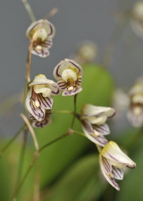 Pleurothallis mathildae. Close-up.