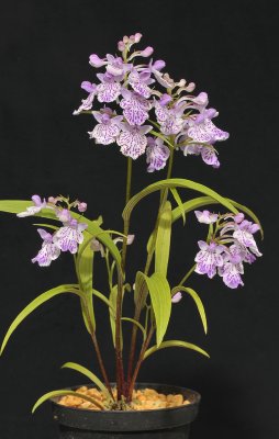 Ponerorchis graminifolia.