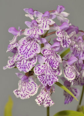 Ponerorchis graminifolia. 35
