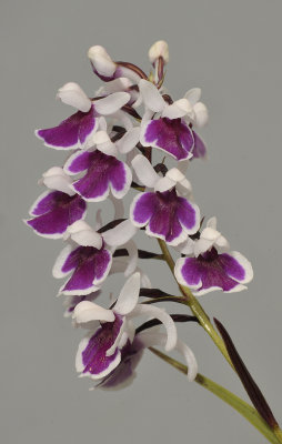 Ponerorchis graminifolia. 38