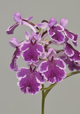 Ponerorchis graminifolia. 40