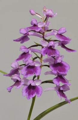 Ponerorchis graminifolia. 21