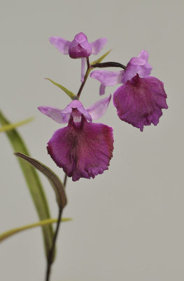 Ponerorchis graminifolia. 42