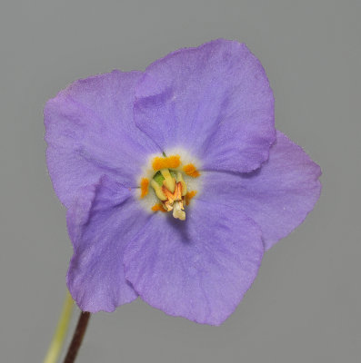 Ramonda myconi. Close-up.