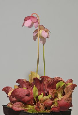 Sarracenia purpurea  subsp. venosa.