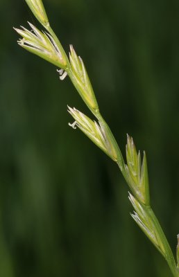 Lolium perenne. Close-up.