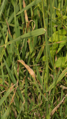 Phleum pratense  subsp. serotinum. Detail.