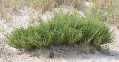 Artemisia campestris subsp. maritima.