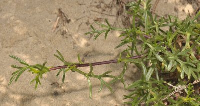 Artemisia campestris subsp. maritima. Closer.