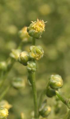 Artemisia campestris subsp. maritima. Close-up.