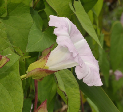 Convolvulus silvatica. Close-up side.