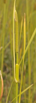 Typha angustifolia. Close-up.