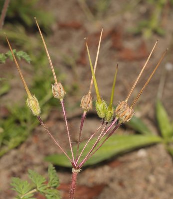 Erodium cicutarium. Fruits.