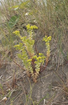 Euphorbia paralias.