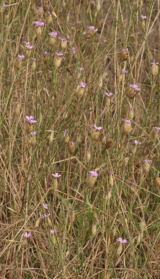 Petrorhagia prolifera.