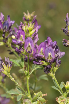 Medicago sativa. Close-up.