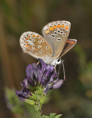 Aricia agestis.