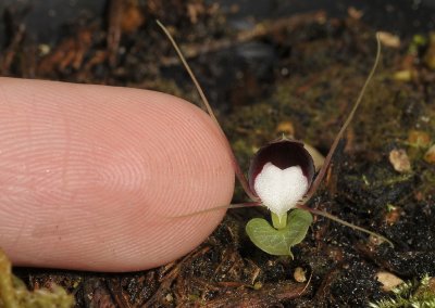 Corybas geminigibbus with finger.