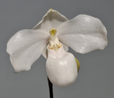 Paphiopedilum niveum. Mutant.