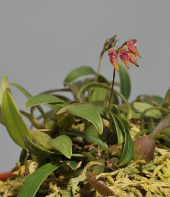 Bulbophyllum japonicum.