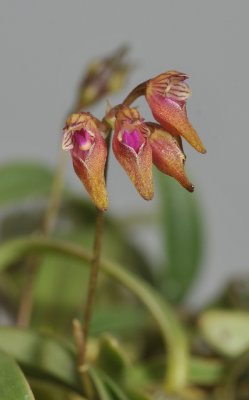 Bulbophyllum japonicum. Closer.