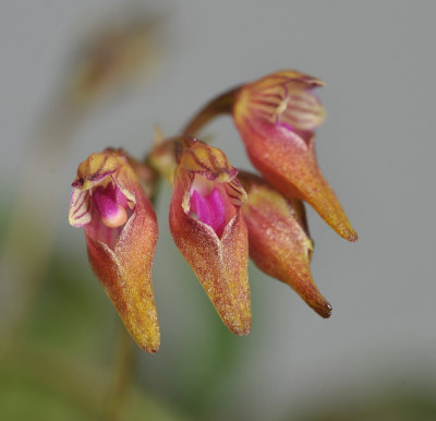 Bulbophyllum japonicum. Close-up.