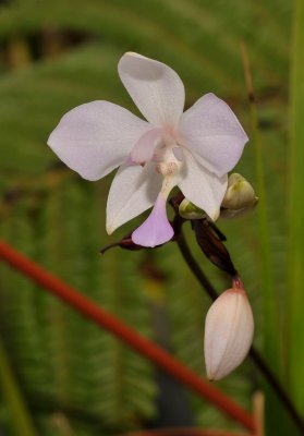 Spathoglottis papuana.