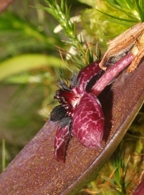 Bulbophyllum tindemansianum