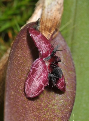 Bulbophyllum tindemansianum