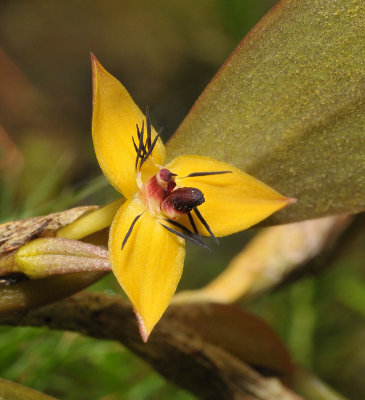 Bulbophyllum xanthomelanon