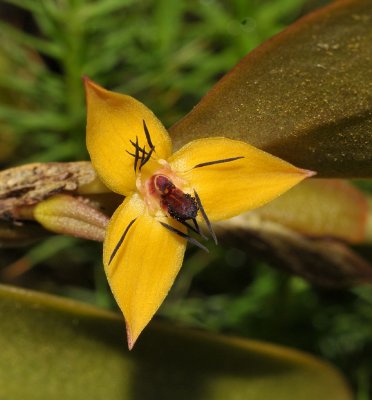 Bulbophyllum xanthomelanon