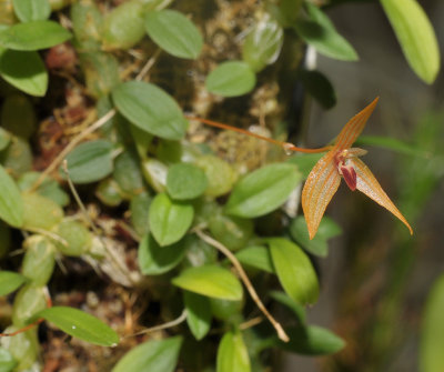 Bulbophyllum auriculatum.