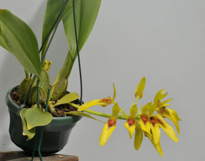 Bulbophyllum graveolens.
