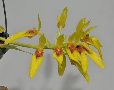 Bulbophyllum graveolens. Closer.