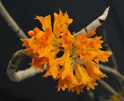 Dendrobium topaziacum.