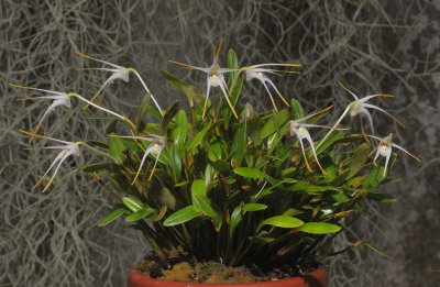 Dendrobium fariniferum.