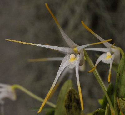 Dendrobium fariniferum