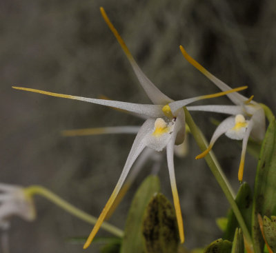 Dendrobium fariniferum. Closer.