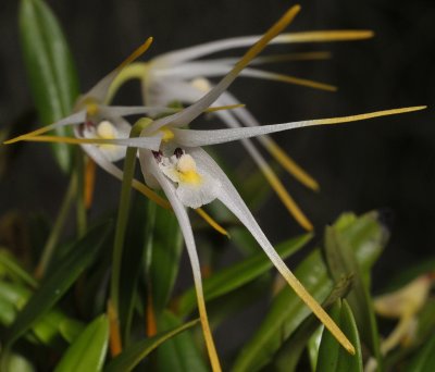 Dendrobium fariniferum. Close-up.