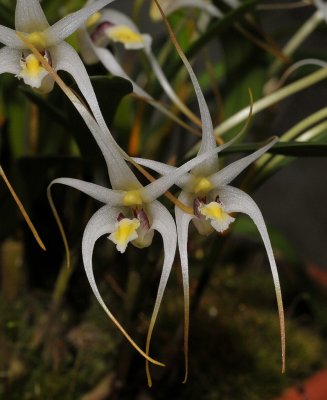 Dendrobium phalangium. Close-up.