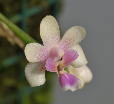 Phalaenopsis deliciosa. Close-up.