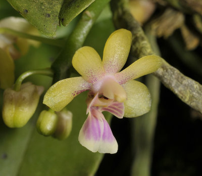Phalaenopsis deliciosa subsp. hookeriana.