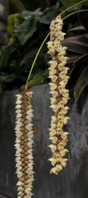 Pholidota imbricata. Closer.