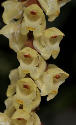 Pholidota imbricata. Close-up.