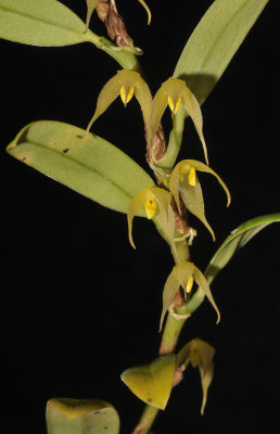 Bulbophyllum eutoreton.