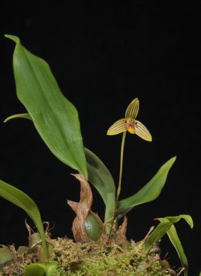 Bulbophyllum aspersum.