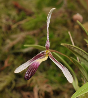 Bulbophyllum spec. Close-up.