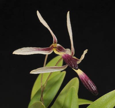 Bulbophyllum spec. Close-up.