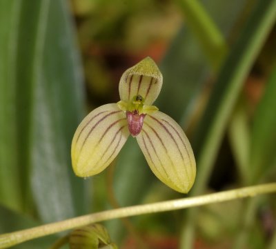 Bulbophyllum spec. Close-up.