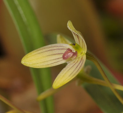 Bulbophyllum spec. Close-up side.